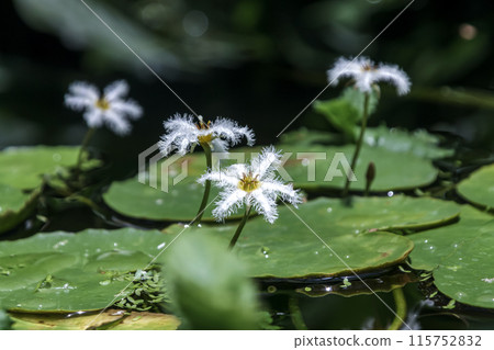 Gagabuta flower, an aquatic plant that inhabits lakes and reservoirs [Faceae family, Azalea genus] 115752832