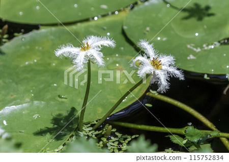 Gagabuta花，棲息於湖泊和水庫的水生植物[臉科，杜鵑花屬] 115752834