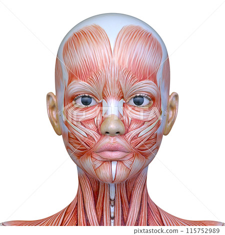 Close-up of a woman's face Close-up of a woman's face 115752989