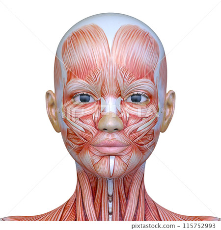 Close-up of a woman's face Close-up of a woman's face 115752993