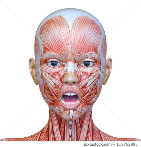 Close-up of a woman's face Close-up of a woman's face 115752995