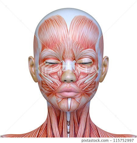 Close-up of a woman's face Close-up of a woman's face 115752997