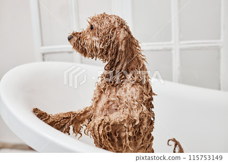 Side view of wet Cocker Spaniel dog standing in bathtub during washing in grooming salon copy space Side view of wet Cocker Spaniel dog standing in bathtub during washing in grooming salon copy space 115753149