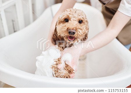 Portrait of happy little Maltipoo dog enjoying washing in bathtub and covered in soap foam smiling at camera copy space 115753155
