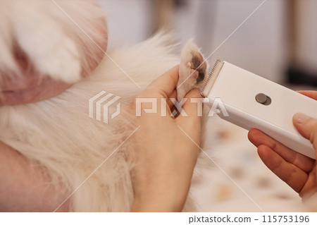 Closeup of young woman trimming fur on tiny dog paw during beauty care in grooming salon copy space 115753196