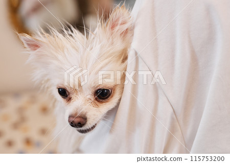 Close up portrait of cute little dog peeking over shoulder of young care professional in grooming salon copy space Close up portrait of cute little dog peeking over shoulder of young care professional in grooming salon copy space 115753200