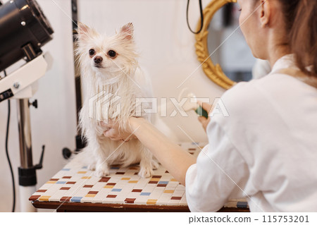 Close up portrait of cute white dog sitting on grooming table in salon with young woman brushing long fur copy space Close up portrait of cute white dog sitting on grooming table in salon with young woman brushing long fur copy space 115753201
