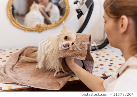 Portrait of cute little dog enjoying drying after wash in luxury grooming salon wrapped in towel copy space 115753204