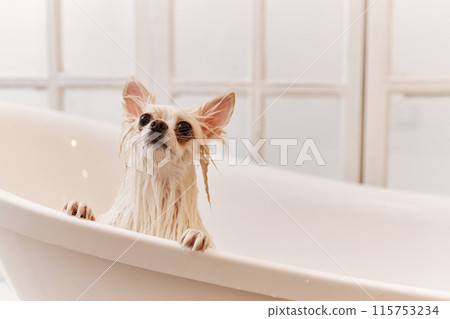 Minimal portrait of wet little dog standing in bathtub at grooming salon and holding onto edge looking up copy space 115753234