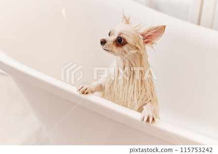 High angle view at wet little dog standing up holding onto rim of white porcelain bathtub in grooming salon copy space High angle view at wet little dog standing up holding onto rim of white porcelain bathtub in grooming salon copy space 115753242