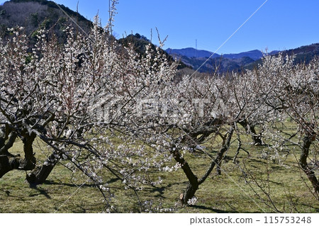 埼玉縣越生町梅林盛開 埼玉縣越生町梅林盛開 115753248
