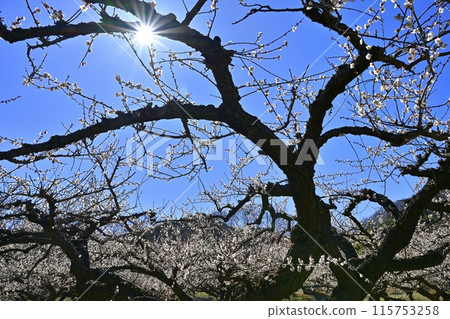 Plum grove in full bloom in Ogose, Saitama Prefecture 115753258