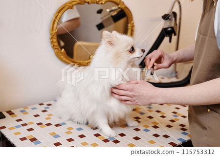 Side view portrait of little Spitz dog sitting on grooming table in salon with unrecognizable person holding comb and brushing long fur Side view portrait of little Spitz dog sitting on grooming table in salon with unrecognizable person holding comb and brushing long fur 115753312