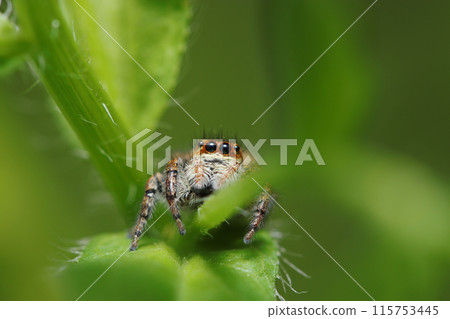 A small and charming cat-jumping spider staring at you (close-up with natural light, strobe and macro lens) A small and charming cat-jumping spider staring at you (close-up with natural light, strobe and macro lens) 115753445