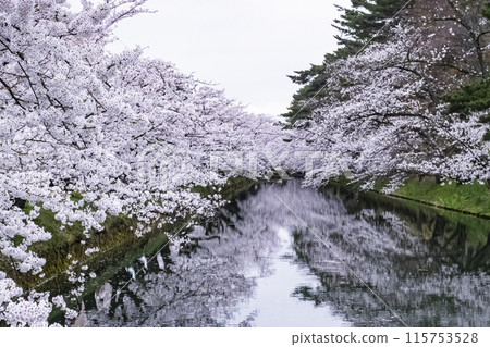 [Aomori] Cherry blossoms in full bloom at Hirosaki Park and their reflections in the moat 115753528