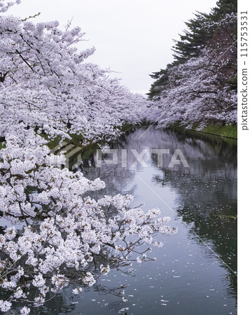[Aomori] Cherry blossoms in full bloom at Hirosaki Park and their reflections in the moat 115753531