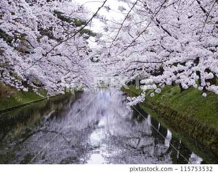 [Aomori] Cherry blossoms in full bloom at Hirosaki Park and their reflections in the moat 115753532