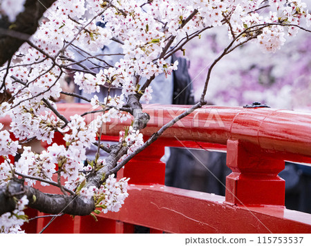 [Aomori] Cherry blossoms in full bloom and a red bridge in Hirosaki Park 115753537