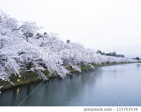 [Aomori] Cherry blossoms in full bloom at Hirosaki Park and their reflections in the moat 115753539