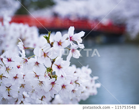 [青森]弘前公園盛開的櫻花特寫 115753548