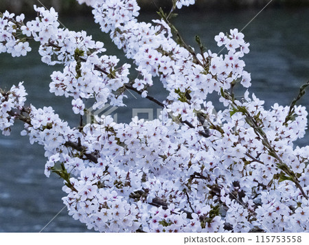 [Aomori] Illuminated cherry blossoms in full bloom in Hirosaki Park 115753558