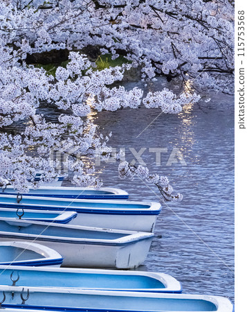 [Aomori] Illuminated cherry blossoms in full bloom in Hirosaki Park 115753568