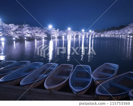 [Aomori] Illuminated cherry blossoms in full bloom in Hirosaki Park 115753569