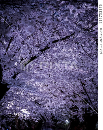 [Aomori] Illuminated cherry blossoms in full bloom in Hirosaki Park 115753576