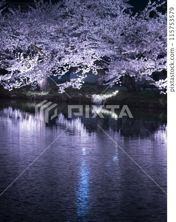 [青森]弘前公園盛開的櫻花 115753579