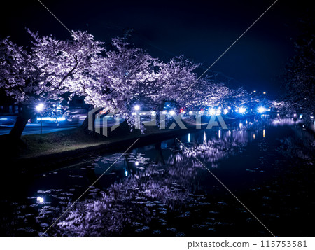 [Aomori] Illuminated cherry blossoms in full bloom in Hirosaki Park 115753581
