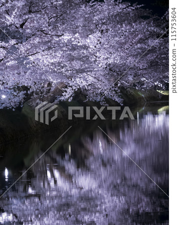 [Aomori] Illuminated cherry blossoms in full bloom at Hirosaki Park and their reflections in the moat 115753604