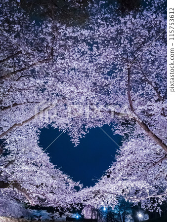 [Aomori] Illuminated cherry blossoms in full bloom at Hirosaki Park and a heart mark floating in the sky 115753612