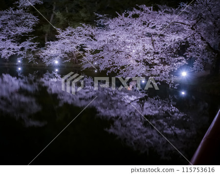 [青森]弘前公園盛開的櫻花與護城河的倒影 115753616