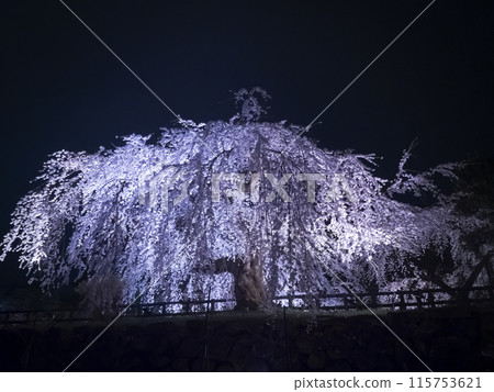 [Aomori] Illuminated cherry blossoms in full bloom in Hirosaki Park 115753621