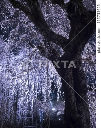 [Aomori] Illuminated cherry blossoms in full bloom in Hirosaki Park 115753623