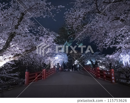 [Aomori] Illuminated cherry blossoms in full bloom in Hirosaki Park 115753626