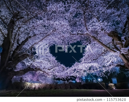 [Aomori] Illuminated cherry blossoms in full bloom at Hirosaki Park and a heart mark floating in the sky 115753628