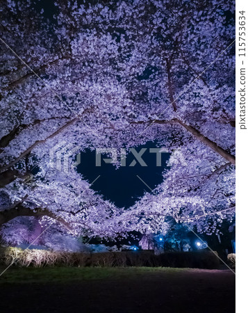 [Aomori] Illuminated cherry blossoms in full bloom at Hirosaki Park and a heart mark floating in the sky 115753634