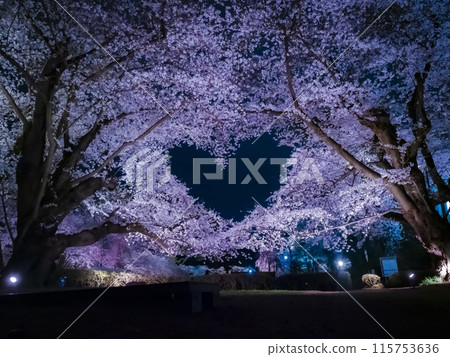 [青森]弘前公園櫻花盛開，空中飄浮著心形符號 115753636