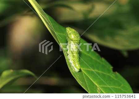 Final stage larvae of the swallowtail butterfly on the trees in the forest (natural light & strobe macro lens close-up) Final stage larvae of the swallowtail butterfly on the trees in the forest (natural light & strobe macro lens close-up) 115753641