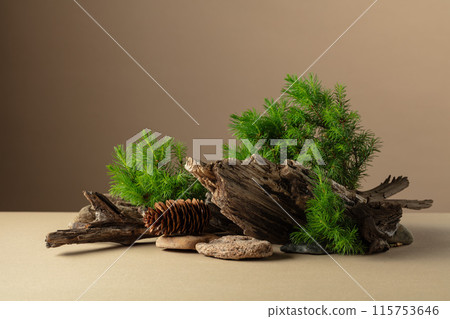Abstract nature scene with a composition of spruce branches, stones, and dry snags. 115753646