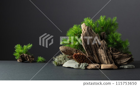 Abstract north nature scene with a composition of spruce branches, stones, and dry snags. 115753650