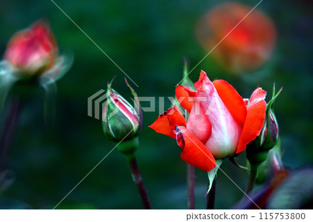 紅玫瑰花 紅玫瑰花 115753800