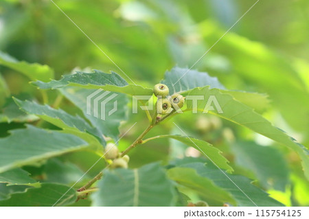 小橡樹果橡子 小橡樹果橡子 115754125