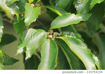 Small oak fruit, acorn Small oak fruit, acorn 115754134