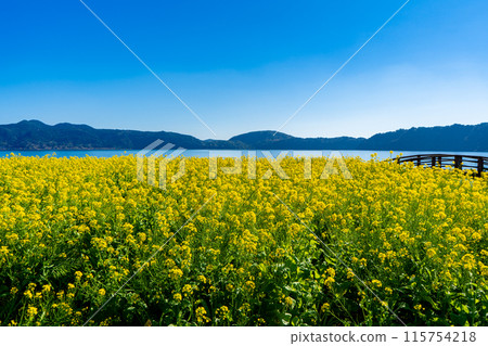 Rape flower fields around Lake Ikeda (Ibusuki City) Rape flower fields around Lake Ikeda (Ibusuki City) 115754218
