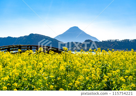 Lake Ikeda, Mt. Kaimon, and rapeseed fields 115754221