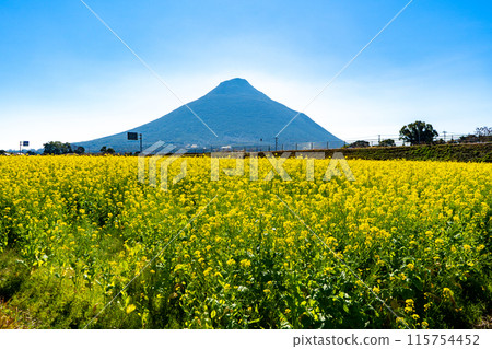 油菜花和開聞岳(指宿市) 油菜花和開聞岳(指宿市) 115754452