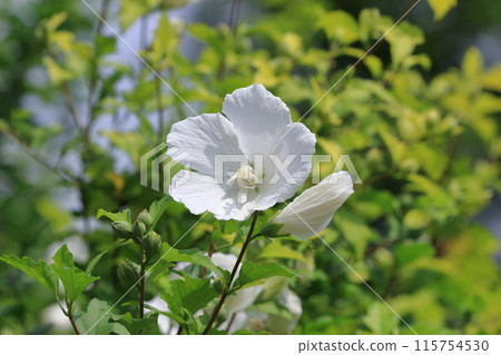 Pure white Rose of Sharon (Hibiscus syriacus) flowers 115754530