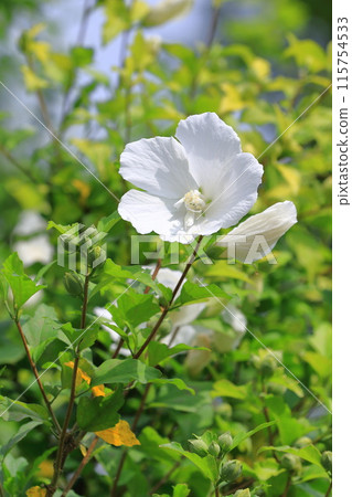 Pure white Rose of Sharon (Hibiscus syriacus) flowers 115754533